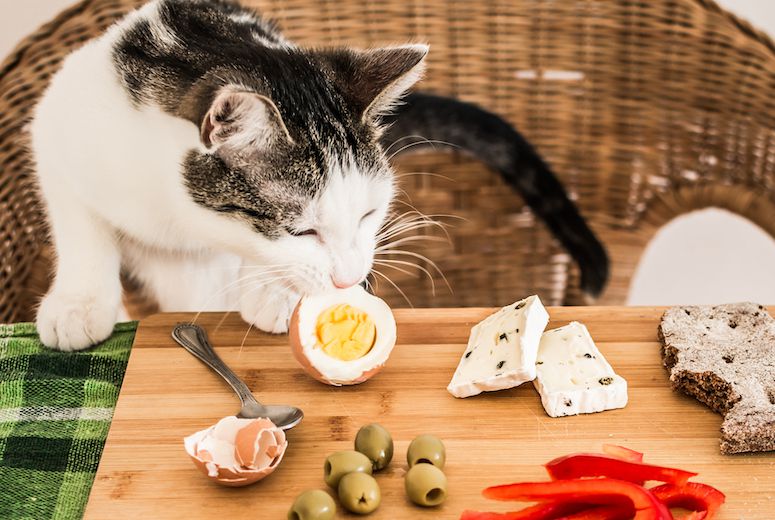 What's the Best Food for Kittens? A Comprehensive Guide